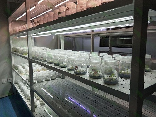 湘东植物组织培养实验室设计建设方案